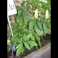 Pachystachys Lutea (fam. Acanthacees)(Perou) (07)